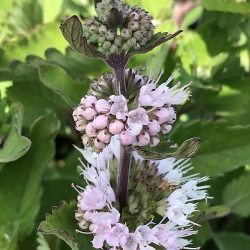 Caryopteris clandonensis Pavilion Pink - Bluebeard