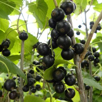 Blackcurrant Giant Boskoop - Ribes nigrum