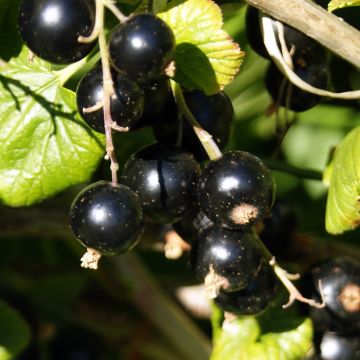 Blackcurrant Ben Nevis - Ribes nigrum