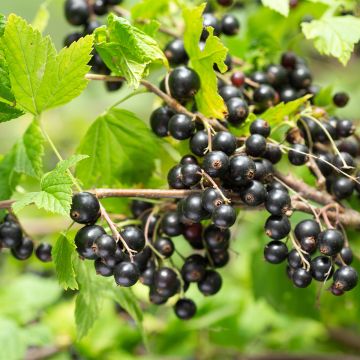 Blackcurrant Delbard Robusta - Ribes nigrum