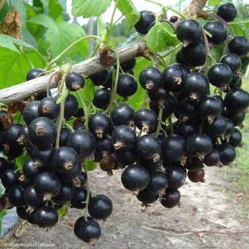 Blackcurrant Neva - Ribes nigrum
