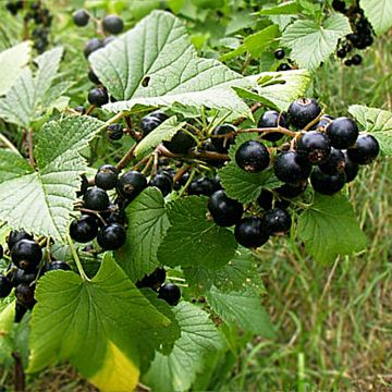 Blackcurrant Wellington - Ribes nigrum