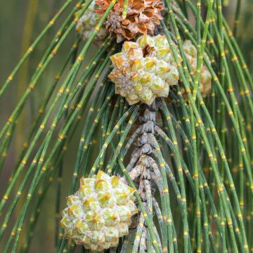 Casuarina equisetifolia