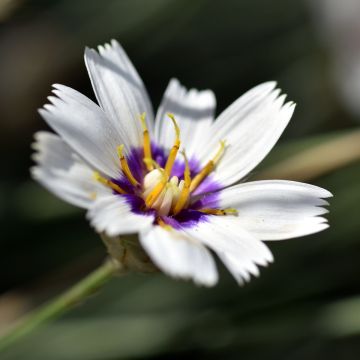 Catananche caerulea Alba, Cupidone