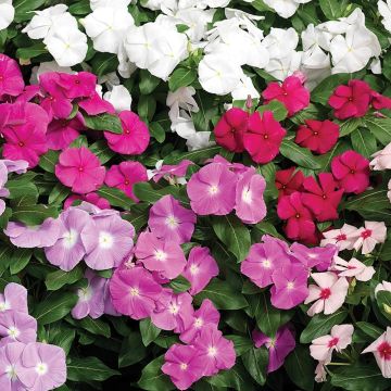 Catharanthus roseus Cora Cascade Mix - Madagascar periwinkle