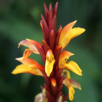 Cautleya spicata Robusta