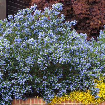 Ceanothus Skylark Ceanothus Skylark