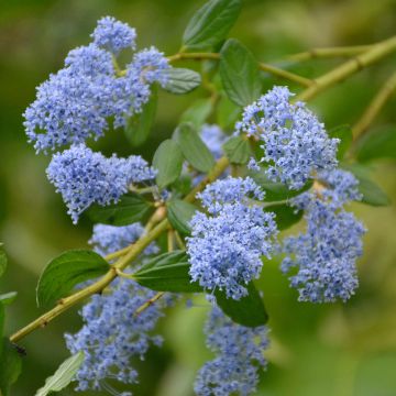 Ceanothus 'Spring Party' - California Lilac