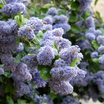 Ceanothus Trewithen Blue - California Lilac