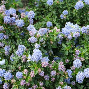 Ceanothus  Blue Mound