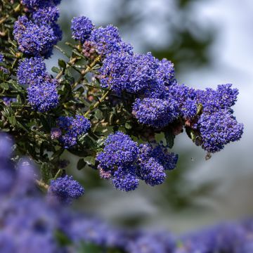 Ceanothus Dark Star