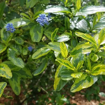 Ceanothus thyrsiflorus El Dorado