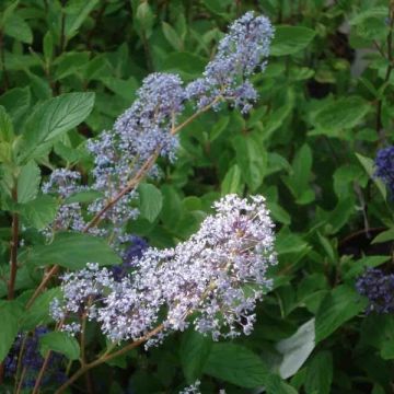 Ceanothus  delilianus Gloire de Versailles