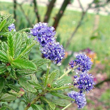 Ceanothus Blue Diamond