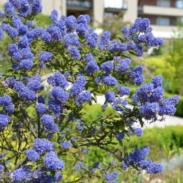 Ceanothus arboreus Concha Ceanothus arboreus Concha