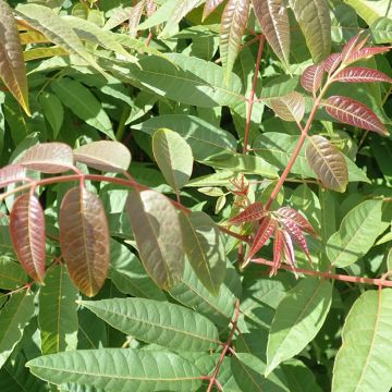 Toona sinensis - Chinese Mahogany