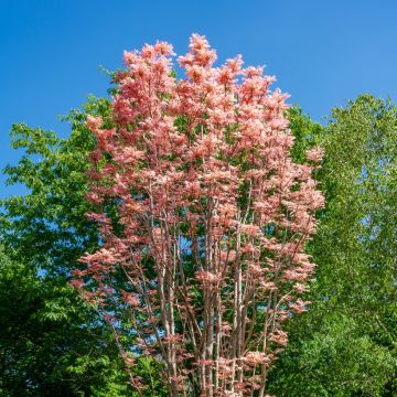 Toona sinensis Flamingo - Chinese Mahogany