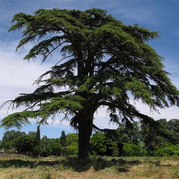 Cedrus libani - Lebanese Cedar
