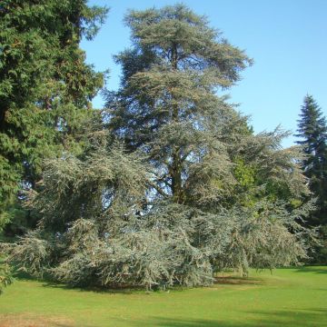 Cedrus libani subsp. atlantica Glauca - Blue Atlas Cedar