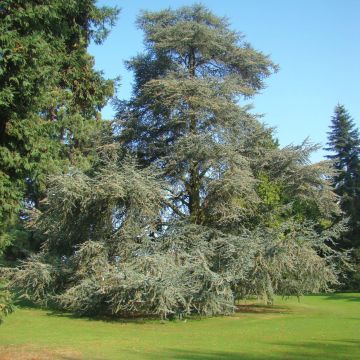 Cèdre bleu de l'Atlas - Cedrus libani Glauca