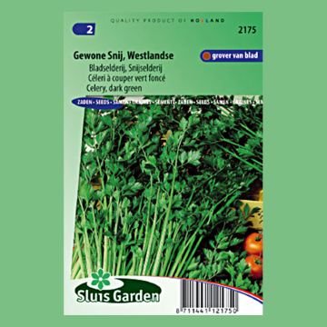 Westlandse dark green cutting Celery - Apium graveolens
