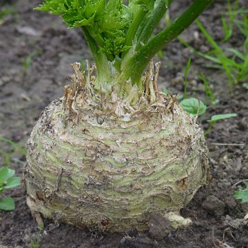 Prague Giant Celeriac - Apium graveolens