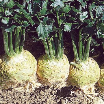 Monarch celeriac plants - Apium graveolens