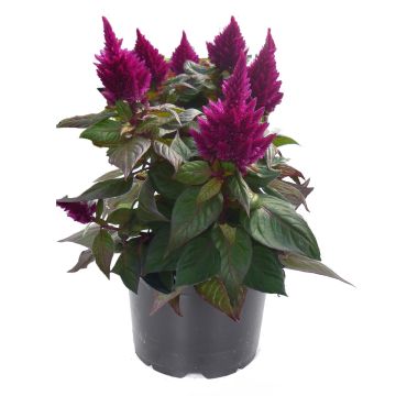 Celosia Kelos Fire Purple  - Silver cock's comb