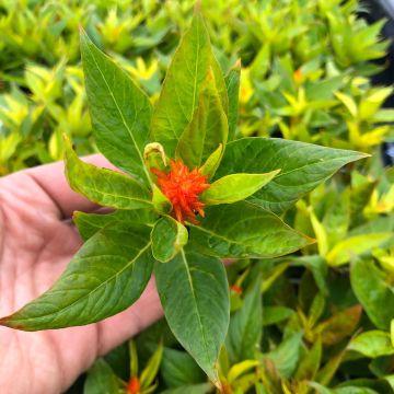 Celosia Kelos Fire Orange  - Silver cock's comb