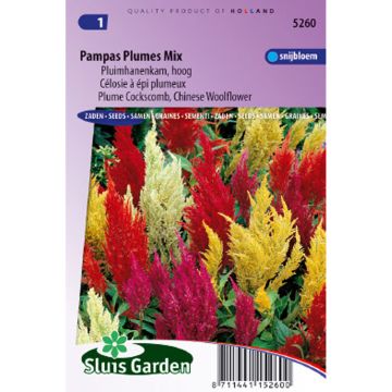 Celosia Pampas Plume Mix Seeds - Chinese Woolflower