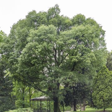 Celtis australis