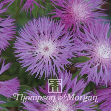 Centaurea dealbata Seeds