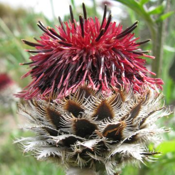 Centaurea atropurpurea - Centaurée pourpre