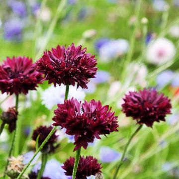 Centaurea cyanus Black Ball