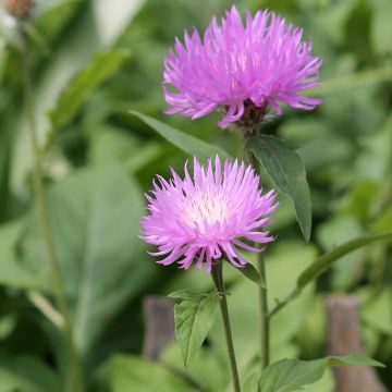 Centaurea dealbata