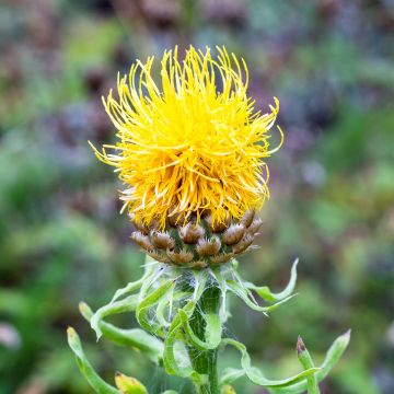 Centaurea macrocephala - Centaurée à grosse tête