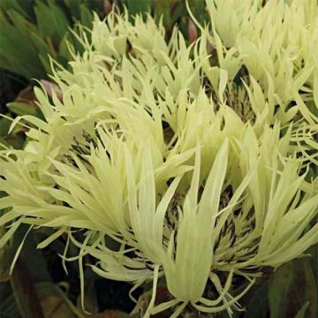 Centaurea montana Sulphurea