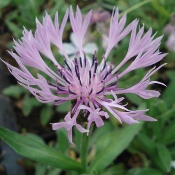 Centaurea montana Carnea