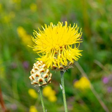 Centaurea orientalis