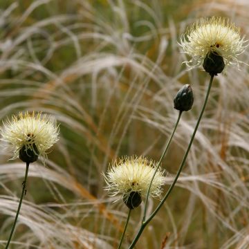 Centaurea ruthenica