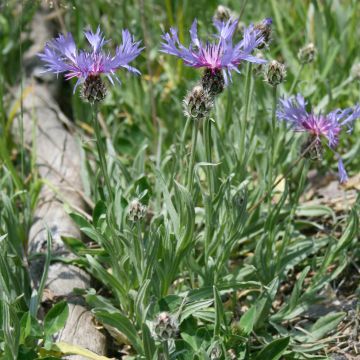 Centaurea triumfettii subsp. stricta