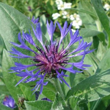 Centaurea montana Coerulea