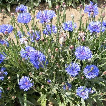 Graines de Centaurée Naine Jubilee Gem - Centaurea cyanus