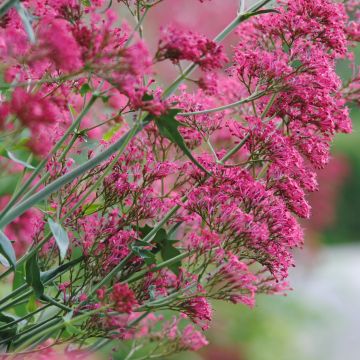 Centranthus ruber