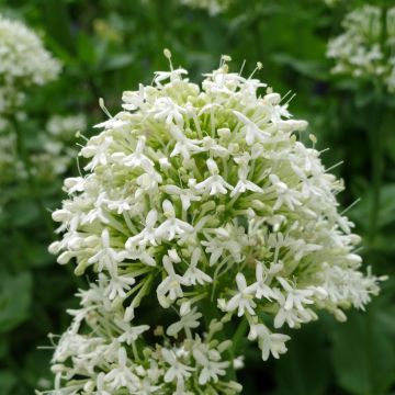 Valériane blanche, Centranthus ruber albus