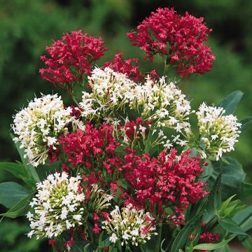 Centranthus Star Ruber Mixed 