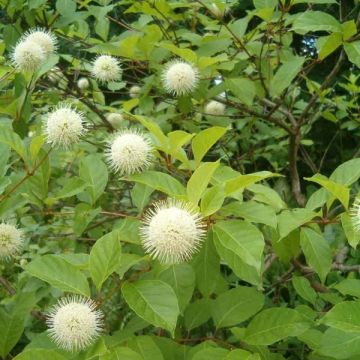 Cephalanthus occidentalis