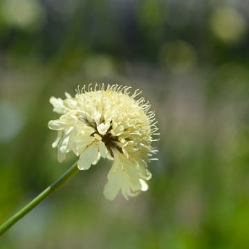 Cephalaria gigantea