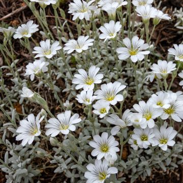 Cerastium tomentosum var. columnae