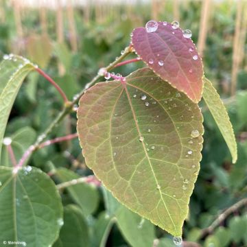 Cercidiphyllum japonicum Glowball